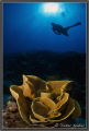   Diving Big Bend Yap Island  